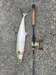 サワラの釣果