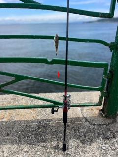 クサフグの釣果