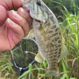 スモールマウスバス