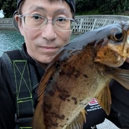 メバル