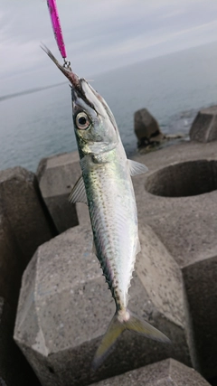 サバの釣果