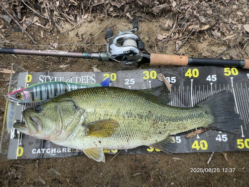 ブラックバスの釣果
