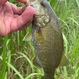 スモールマウスバス