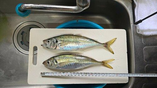 アジの釣果