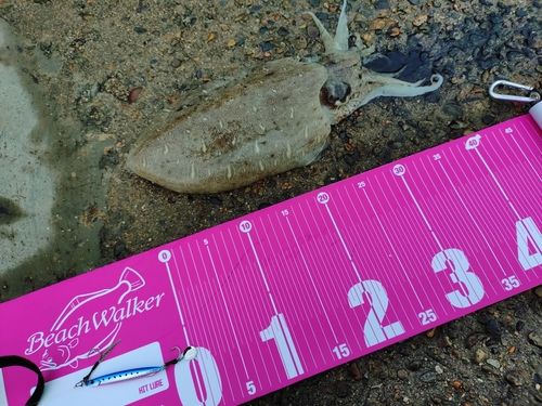 モンゴウイカの釣果