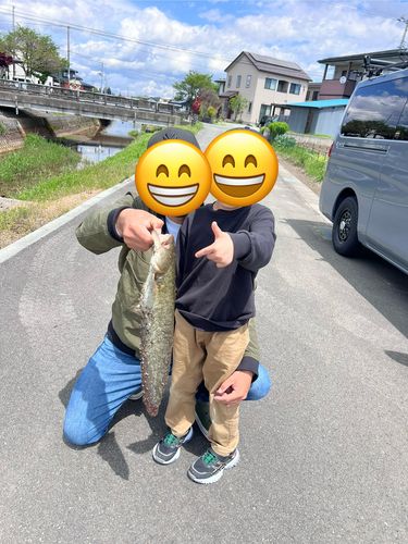 ナマズ