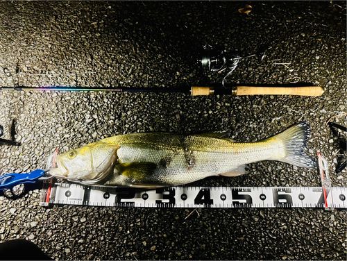 シーバスの釣果