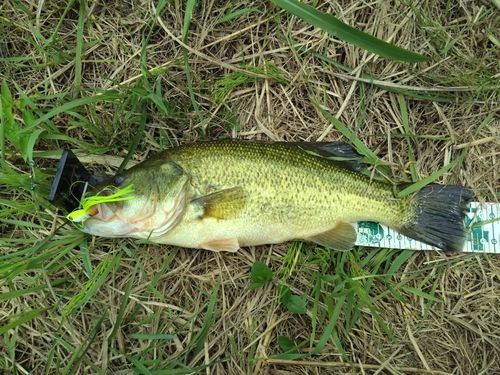 ラージマウスバスの釣果