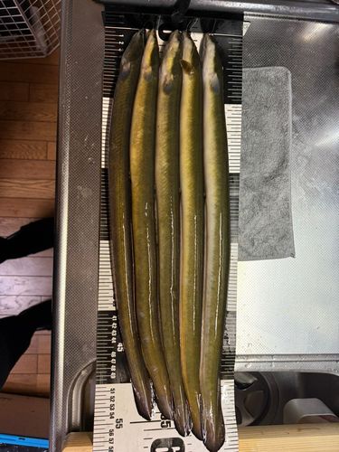 ウナギの釣果