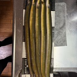 ウナギ