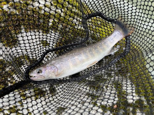 イワナの釣果