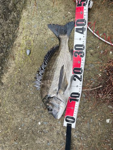 チヌの釣果