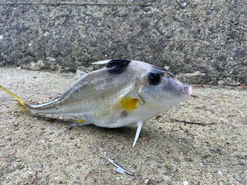 ギマの釣果