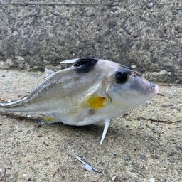 ギマ