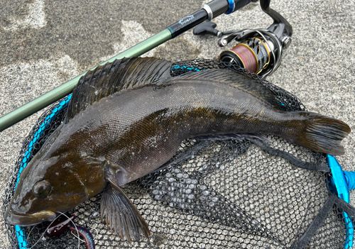 アイナメの釣果