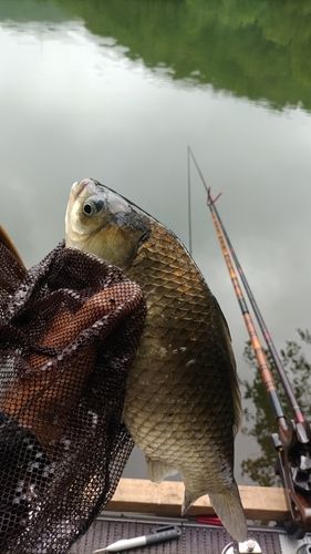 ヘラブナの釣果