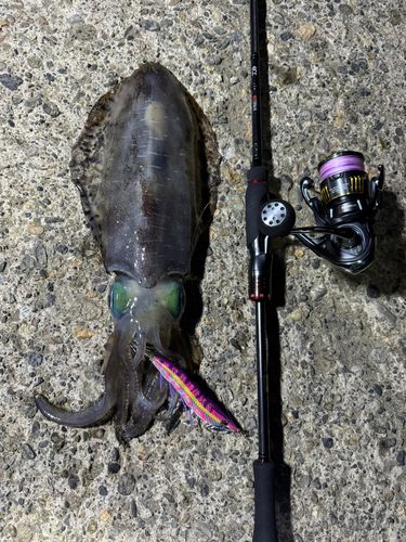 アオリイカの釣果