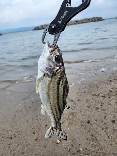 コトヒキの釣果