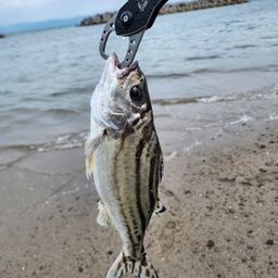 コトヒキ