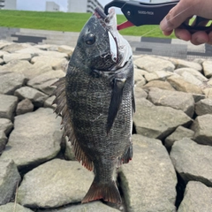 チヌの釣果