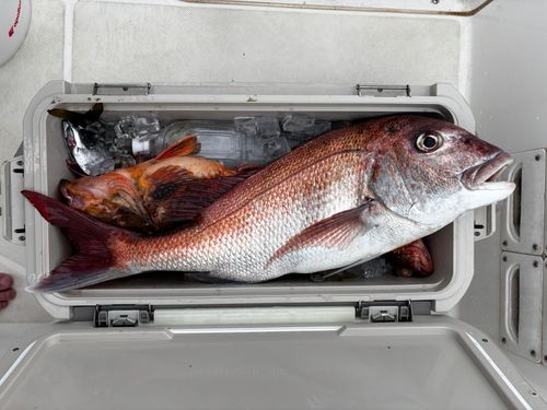 マダイの釣果