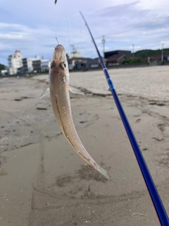 キスの釣果