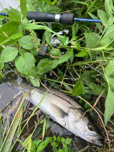 セイゴ（マルスズキ）の釣果