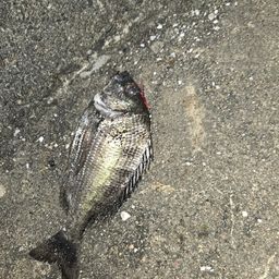 チヌ