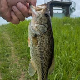 ラージマウスバス