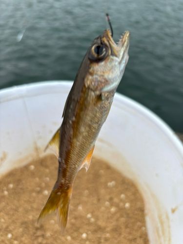 ムツの釣果