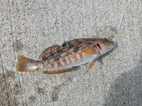 アイナメの釣果