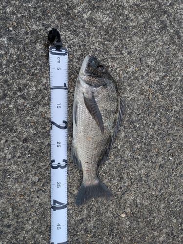 クロダイの釣果