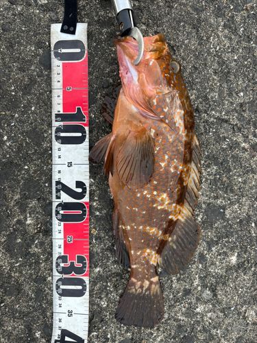 キジハタの釣果