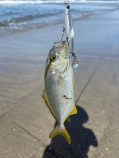 ショゴの釣果