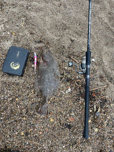 ヒラメの釣果