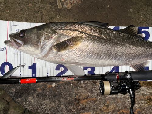 シーバスの釣果