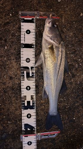 フッコ（マルスズキ）の釣果