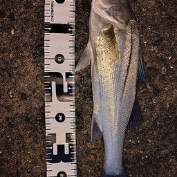 フッコ（マルスズキ）