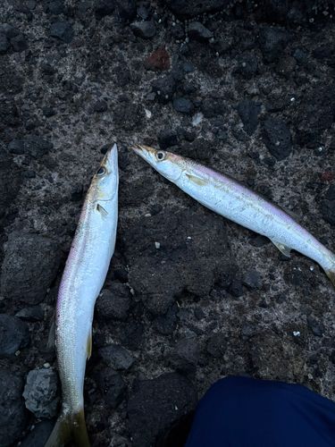 カマスの釣果
