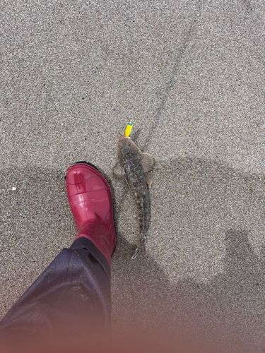 マゴチの釣果