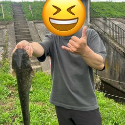 ナマズ