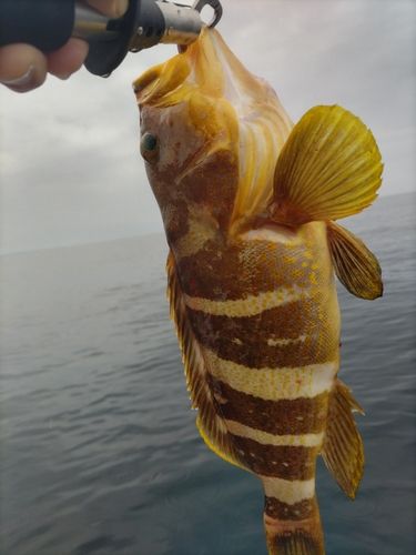 アオハタの釣果