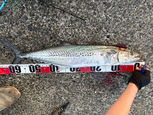 サワラの釣果