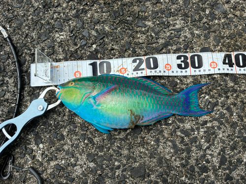 イラブチャーの釣果