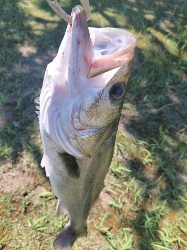 セイゴ（マルスズキ）の釣果