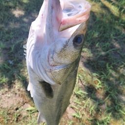 セイゴ（マルスズキ）