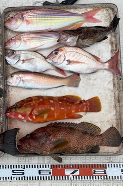 シロアマダイの釣果
