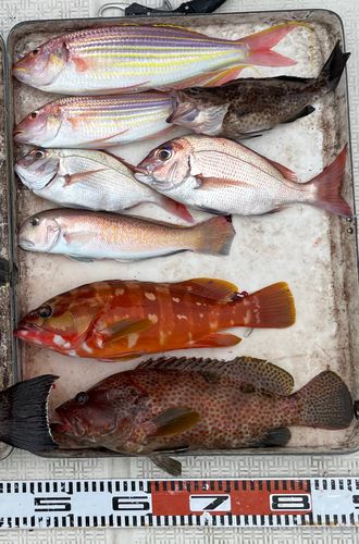 シロアマダイの釣果