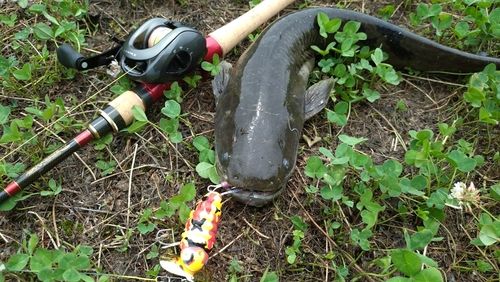 ナマズの釣果