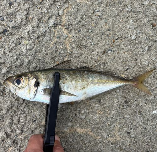 マアジの釣果